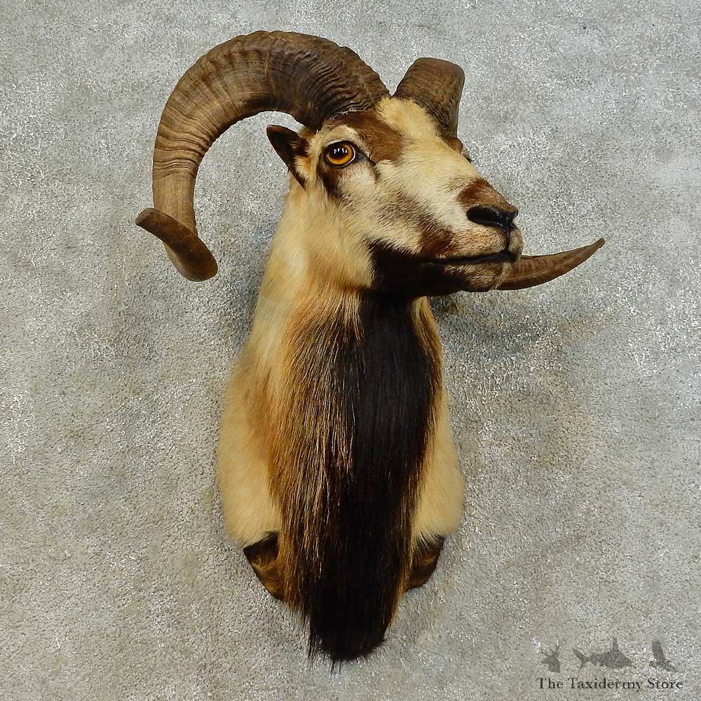 Corsican Ram Shoulder Mount For Sale #16508 @ The Taxidermy Store