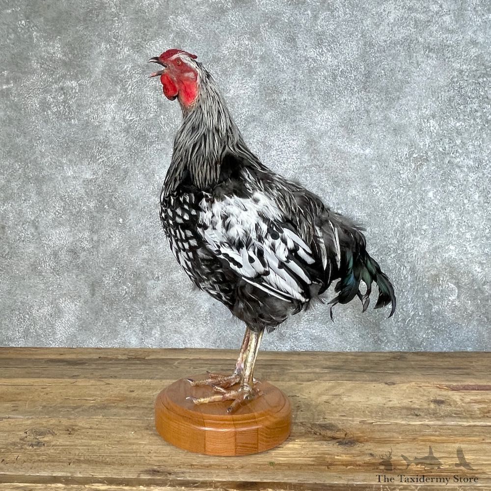 Silver Laced Wyandotte Chicken Rooster Bird Mount For Sale #25348 @ The Taxidermy Store