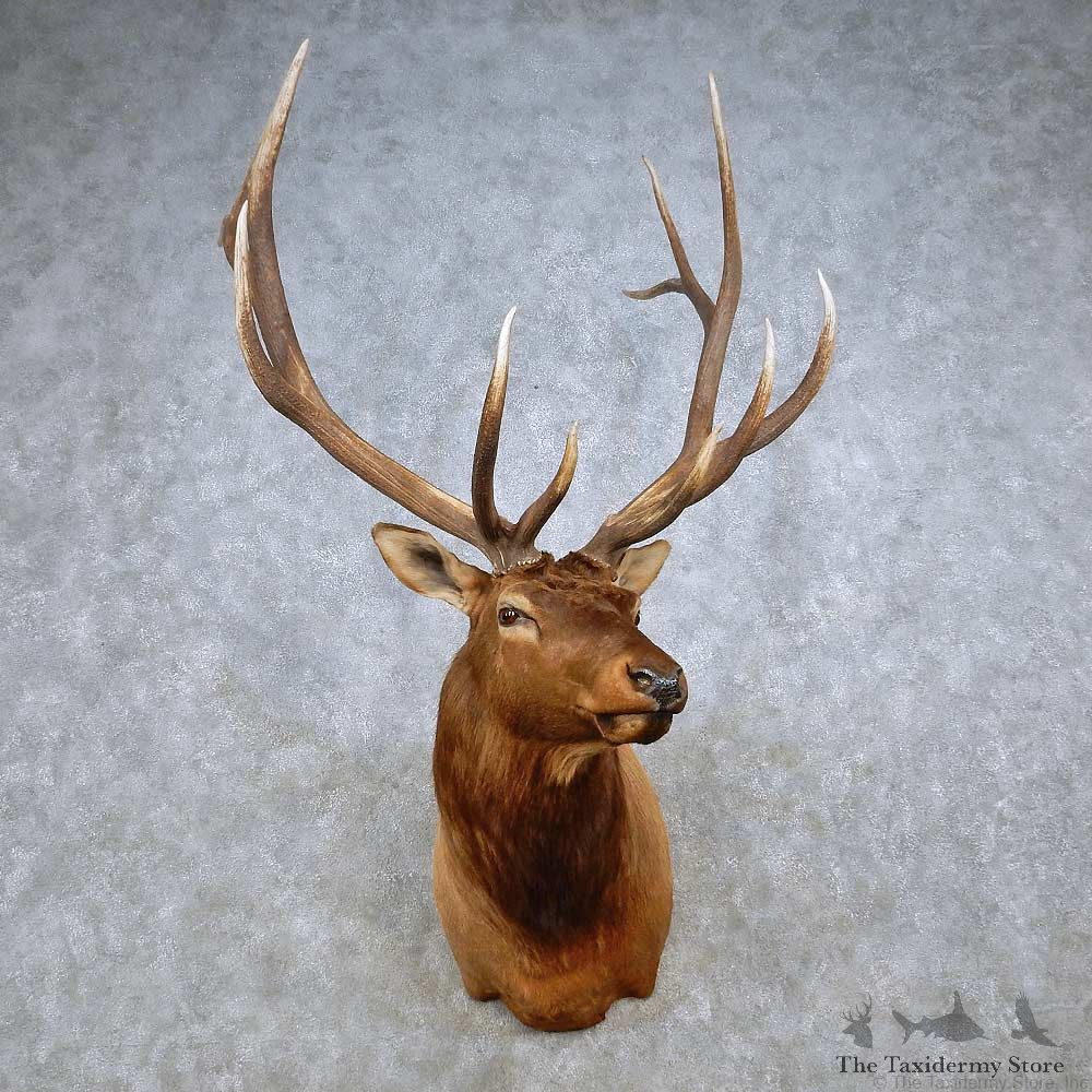 Rocky Mountain Elk Shoulder Mount For Sale #14323 @ The Taxidermy Store