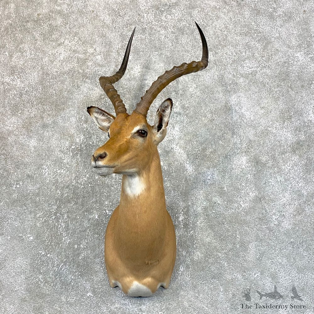 South African Impala Shoulder Mount For Sale #23880 @ The Taxidermy Store