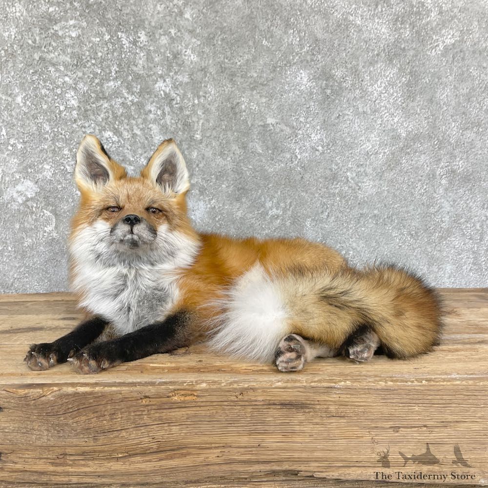 Red Fox Life-Size Mount For Sale #26439 @ The Taxidermy Store