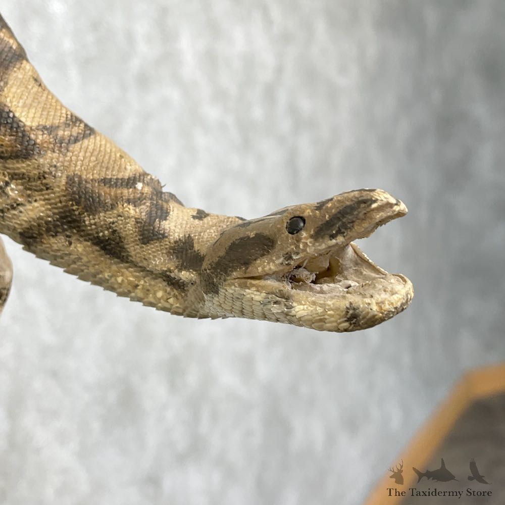 Reticulated Python Snake Mount For Sale #25791 @ The Taxidermy Store