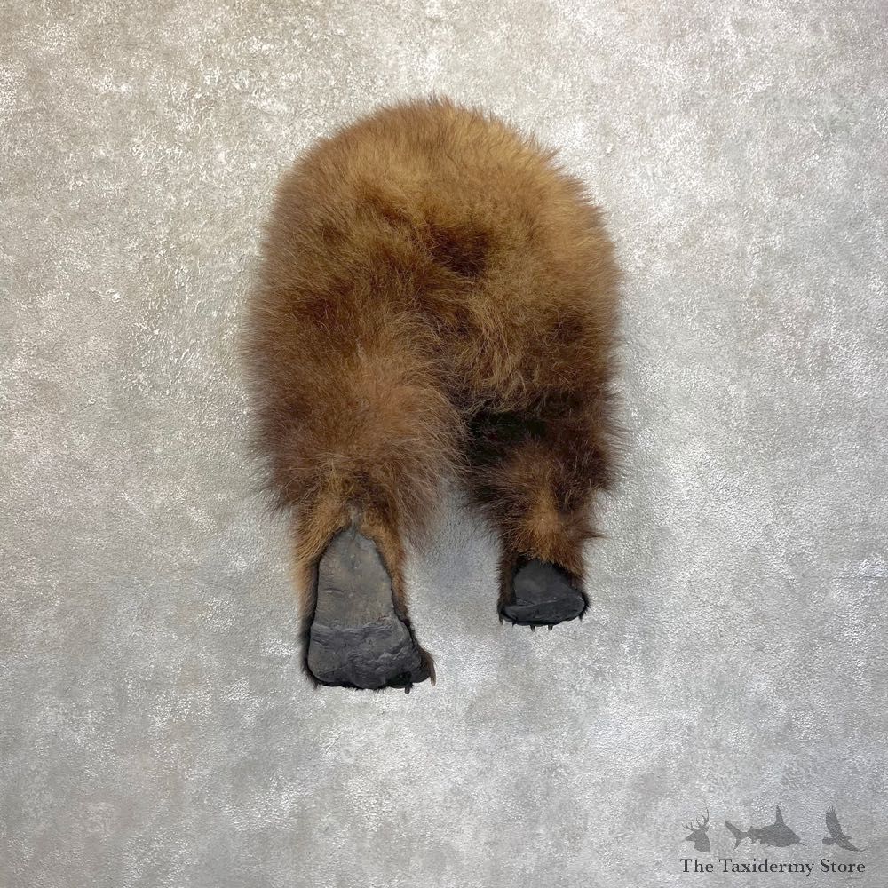 Grizzly Bear Novelty Butt Mount For Sale #24621 @ The Taxidermy Store