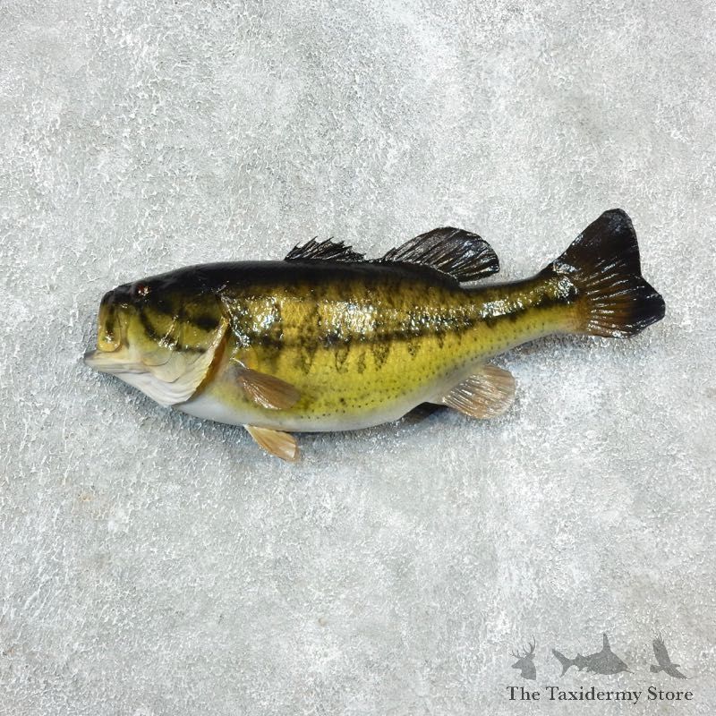 Largemouth Bass Fish Mount For Sale #17938 @ The Taxidermy Store