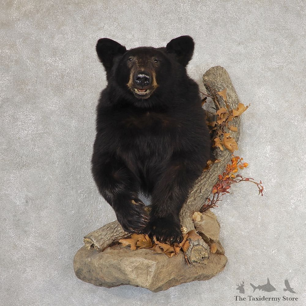 Black Bear Half-Life-Size Taxidermy Mount #21062 For Sale @ The Taxidermy Store