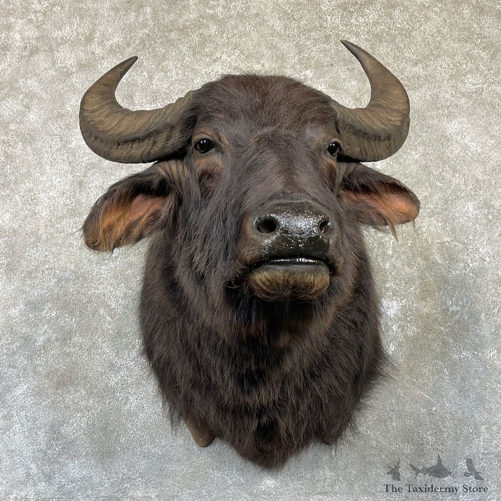 South American Water Buffalo Mount For Sale #26480 @ The Taxidermy Store