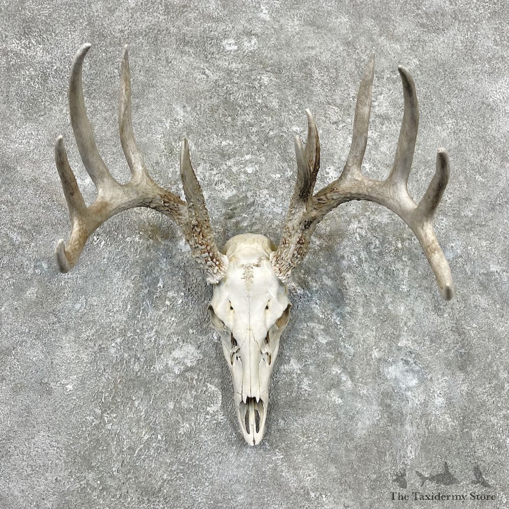 Whitetail Deer Skull European Mount For Sale #26896 @ The Taxidermy Store