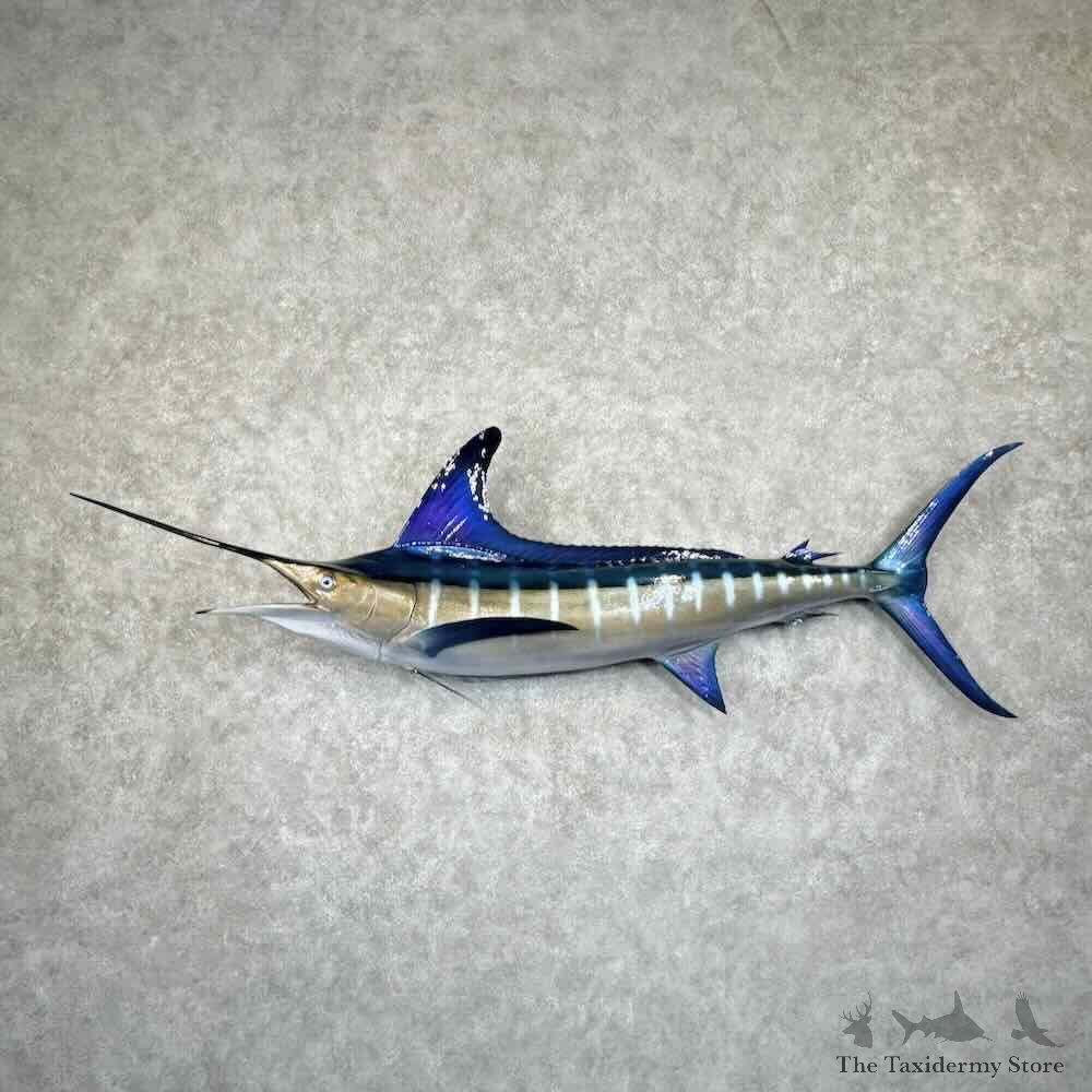 Blue Marlin Fish Mount For Sale #30976 @ The Taxidermy Store
