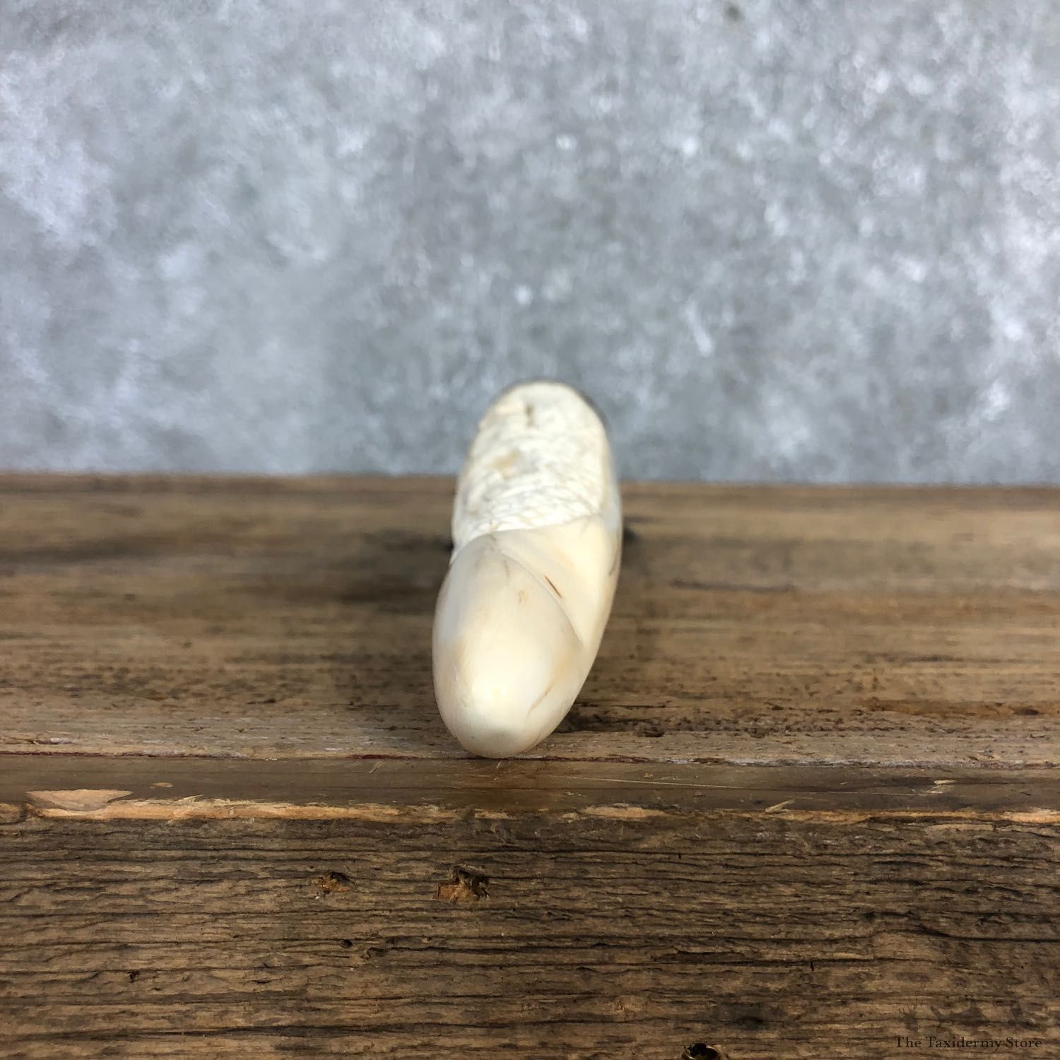 Carved Hippopotamus Tooth For Sale #19963 @ The Taxidermy Store
