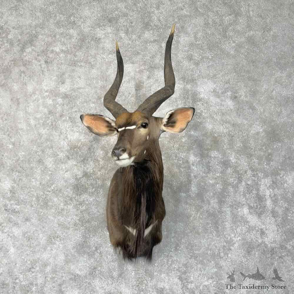 African Nyala Shoulder Mount For Sale #30487 @ The Taxidermy Store
