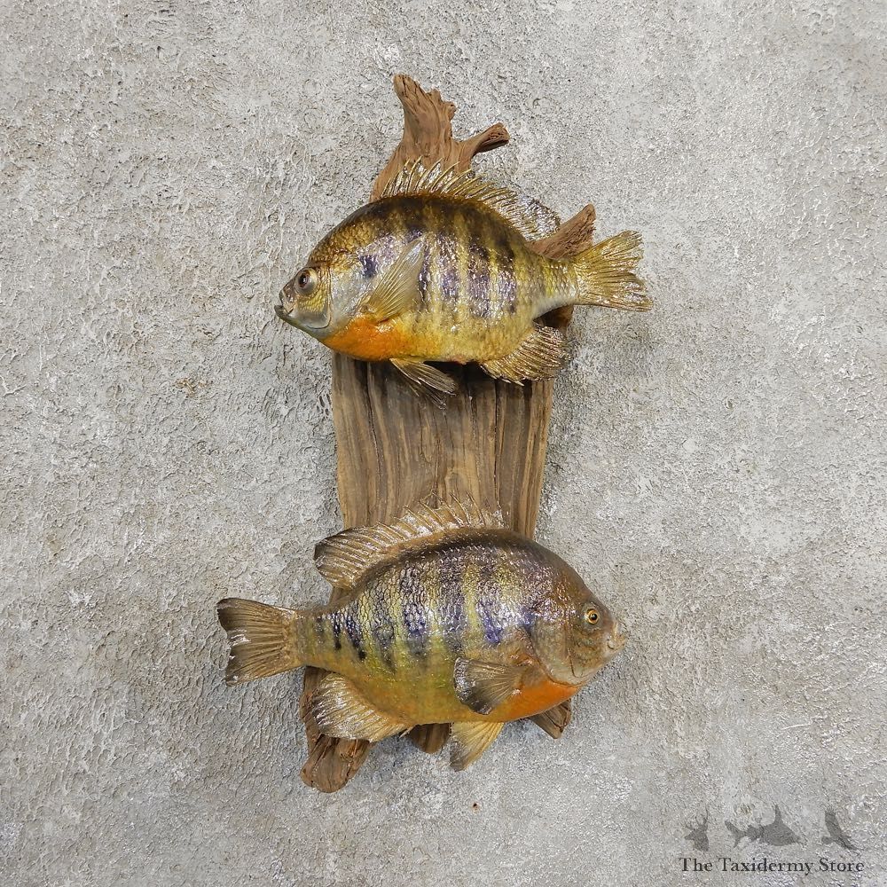 Bluegill Taxidermy Fish Mount #20916 For Sale @ The Taxidermy Store