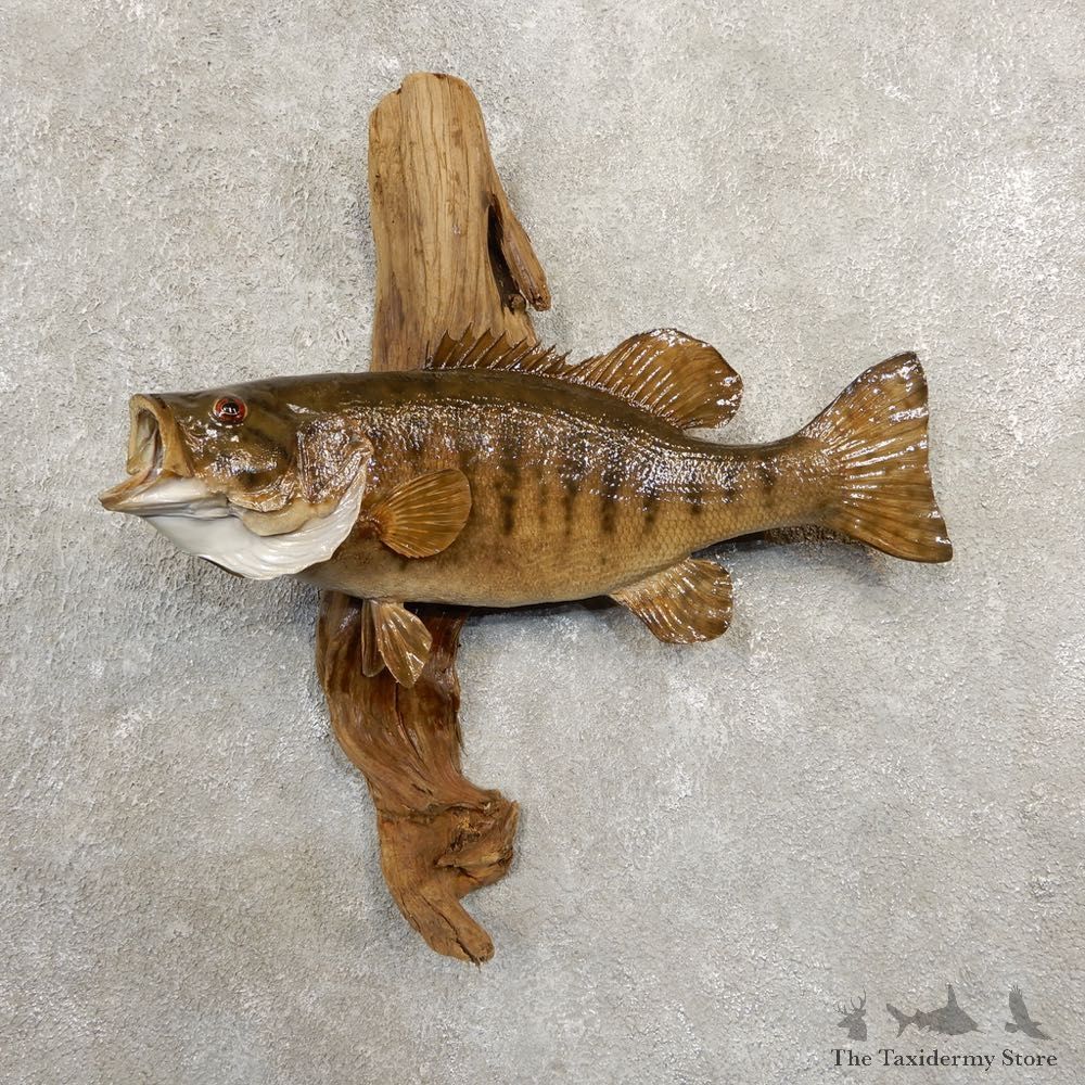 Smallmouth Bass Fish Mount For Sale #20865 @ The Taxidermy Store