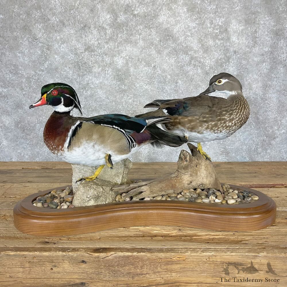 Wood Duck Pair Bird Mount For Sale #28233 @ The Taxidermy Store