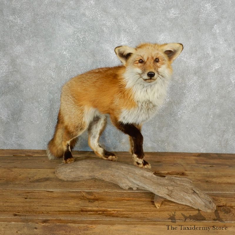 Red Fox Life Size Taxidermy Mount #17835 For Sale @ The Taxidermy Store