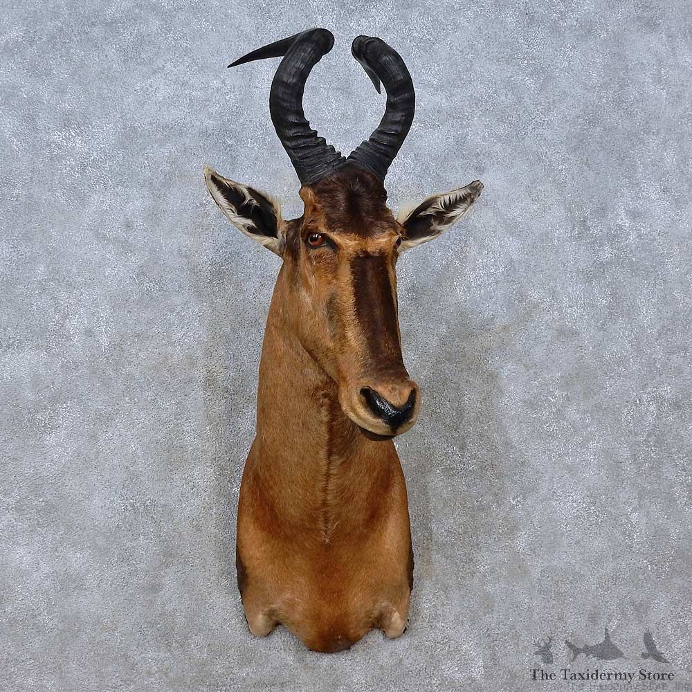 Red Hartebeest Shoulder Mount For Sale #15200 @ The Taxidermy Store