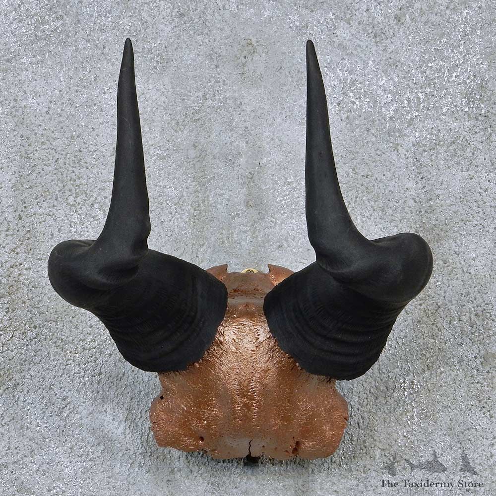 African Hartebeest Painted Horns Mount For Sale #13923 @ The Taxidermy Store