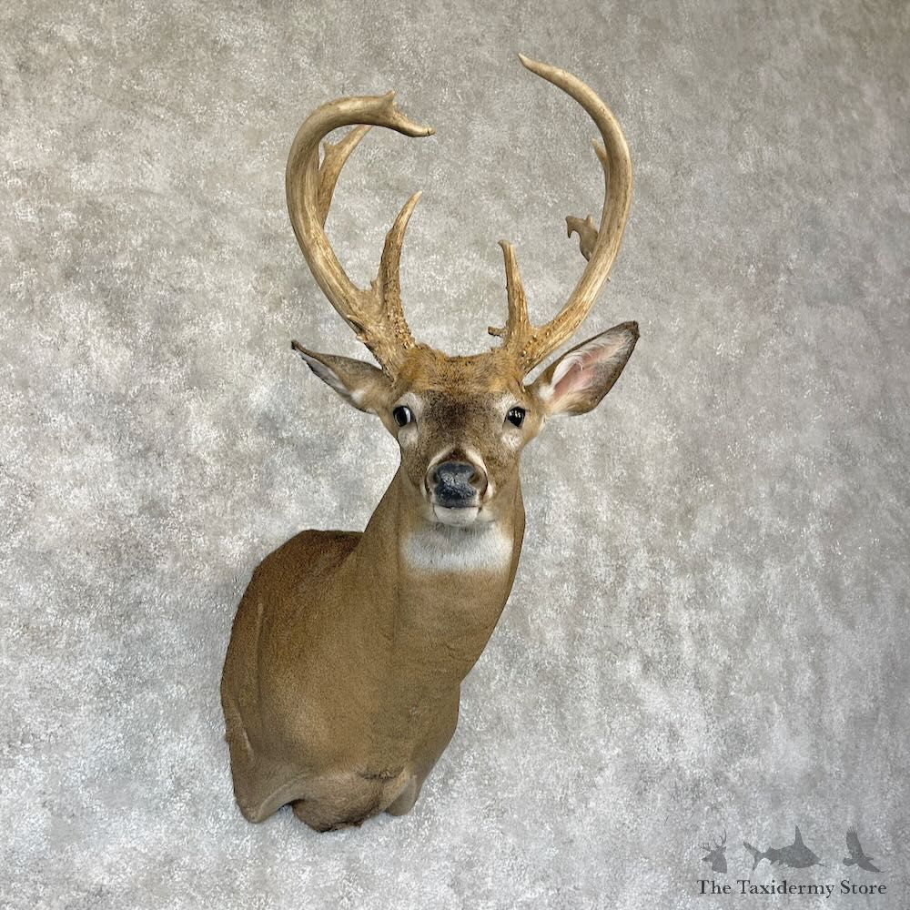 Whitetail Deer Shoulder Mount For Sale #28167 - The Taxidermy Store