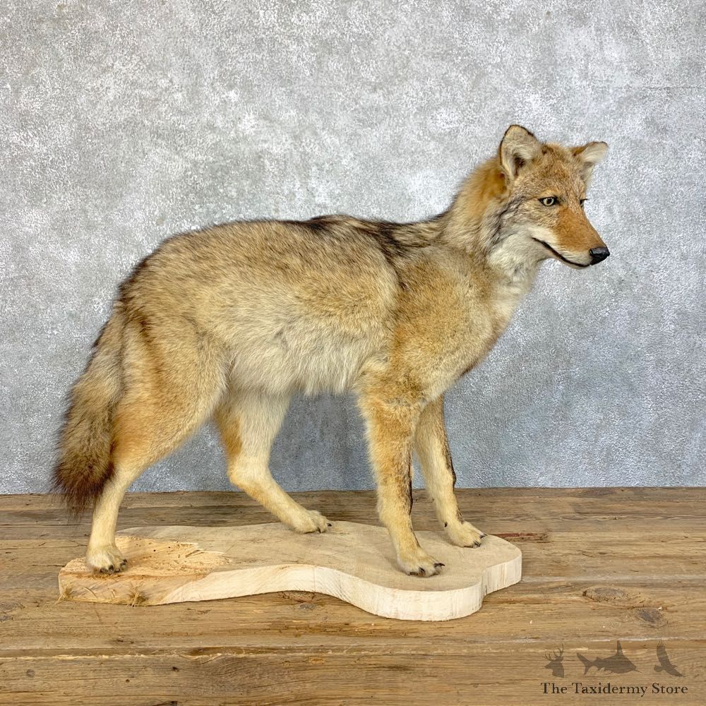Coyote Life-Size Mount For Sale #23930 @ The Taxidermy Store