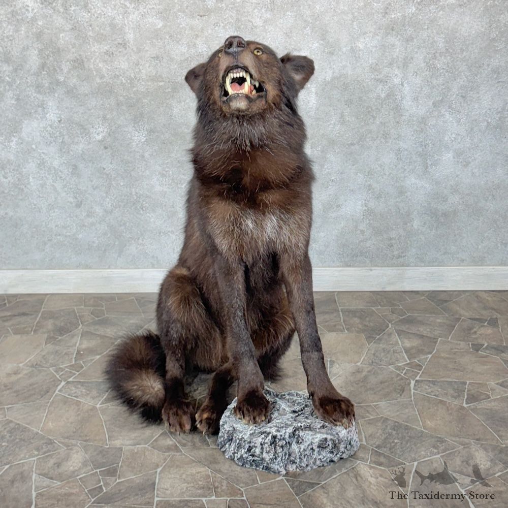 Alaskan Black Wolf Mount For Sale #29960 @ The Taxidermy Store