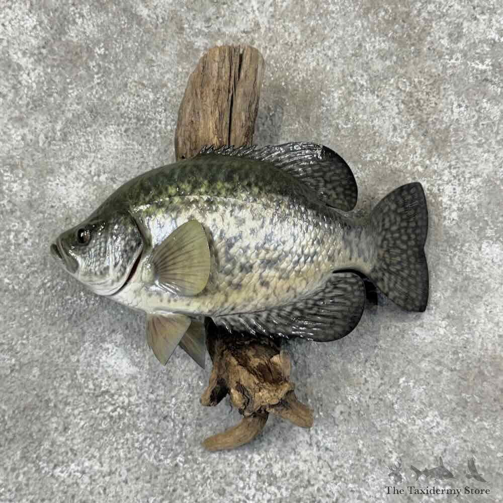 Black Crappie Fish Mount For Sale #31867 @ The Taxidermy Store