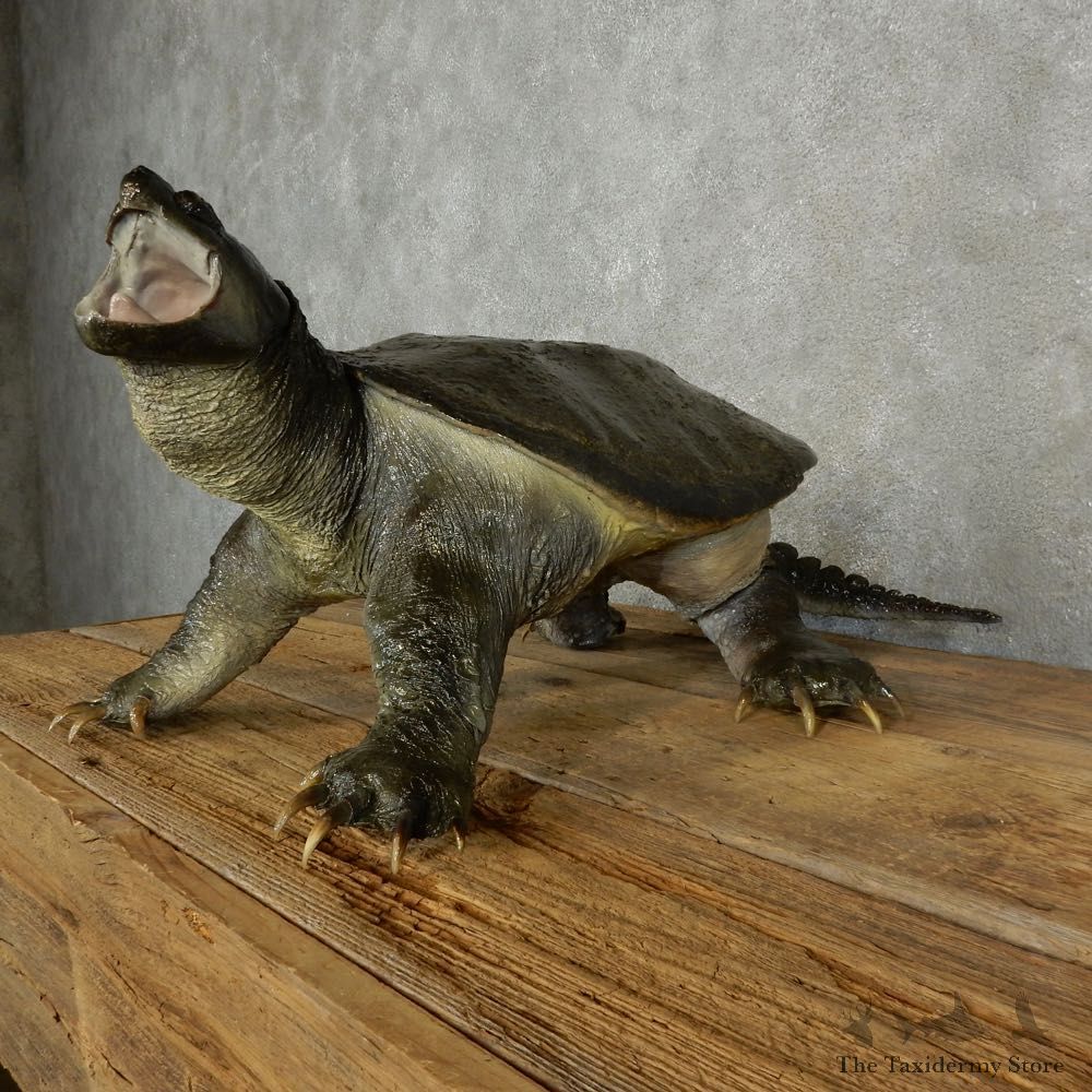 Snapping Turtle Taxidermy Mount For Sale - #17050