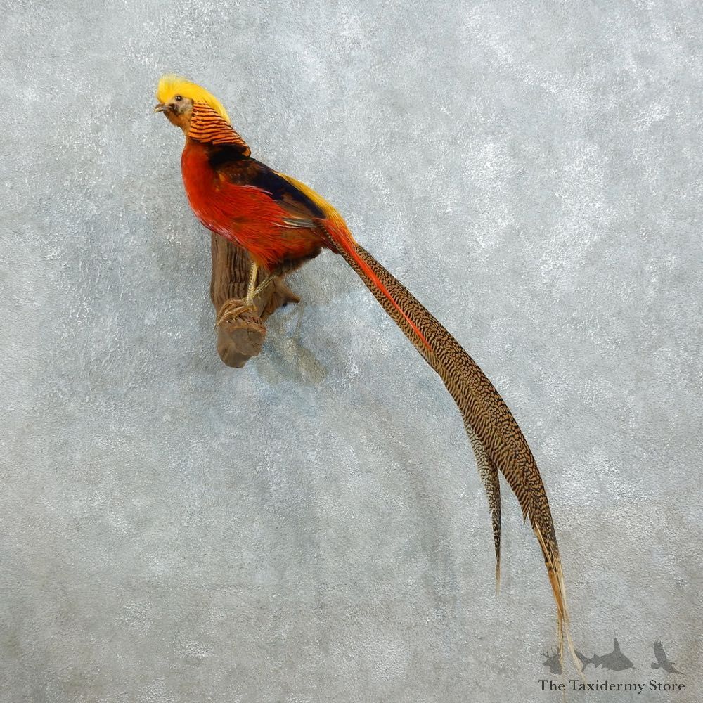 Golden Pheasant Mount For Sale #18521 @ The Taxidermy Store