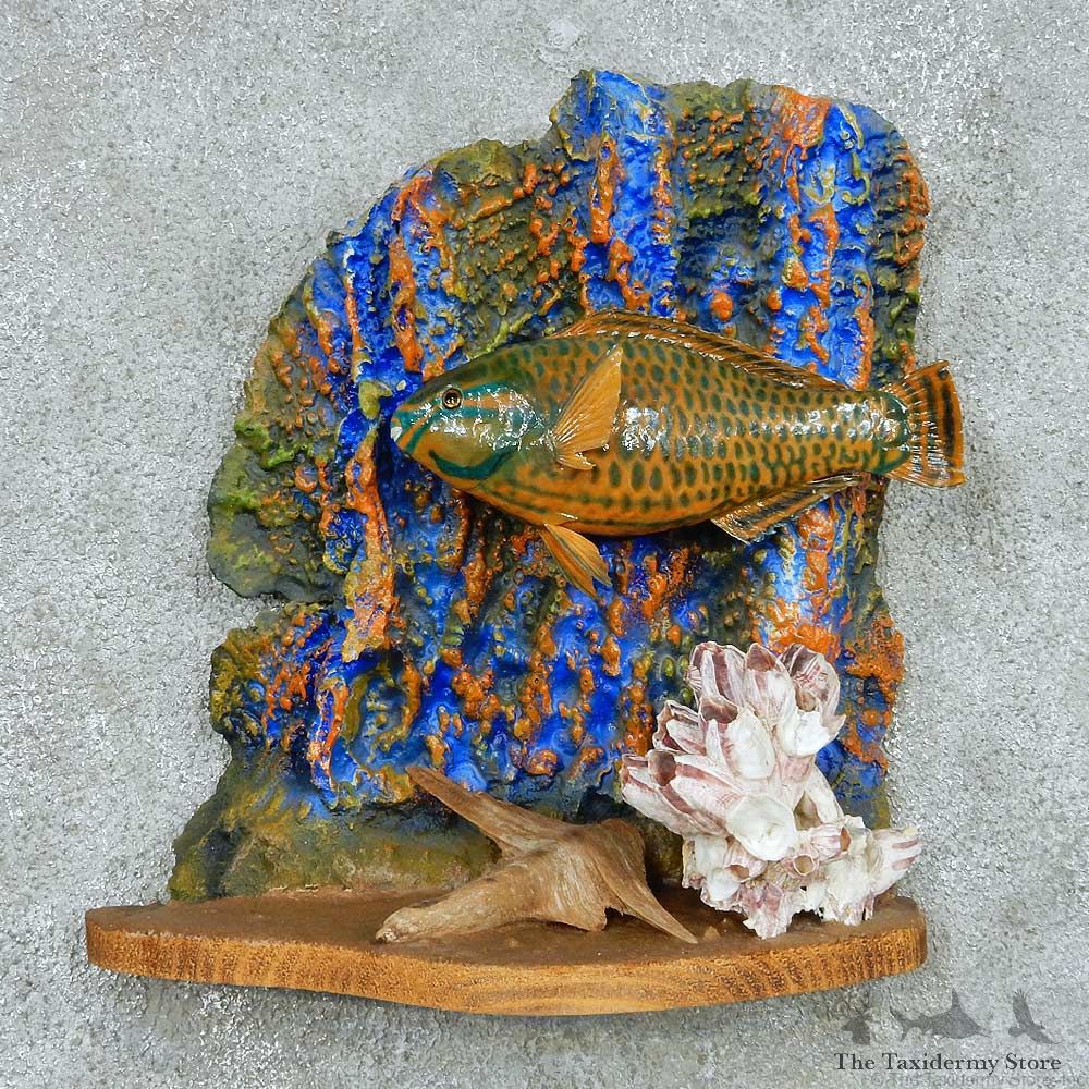 Parrot Fish Life Size Mount #13660 For Sale @ The Taxidermy Store
