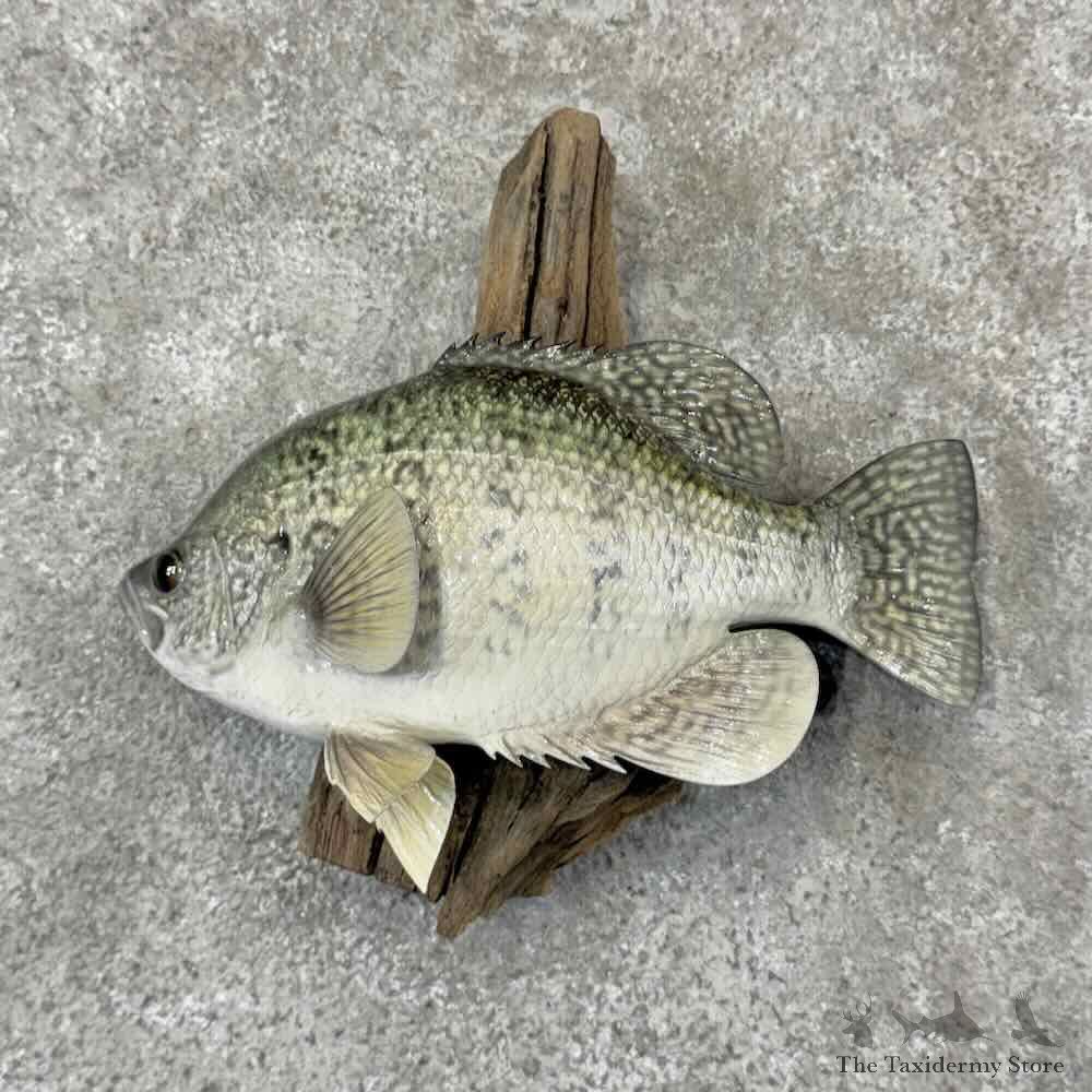 White Crappie Fish Mount For Sale #31865 @ The Taxidermy Store