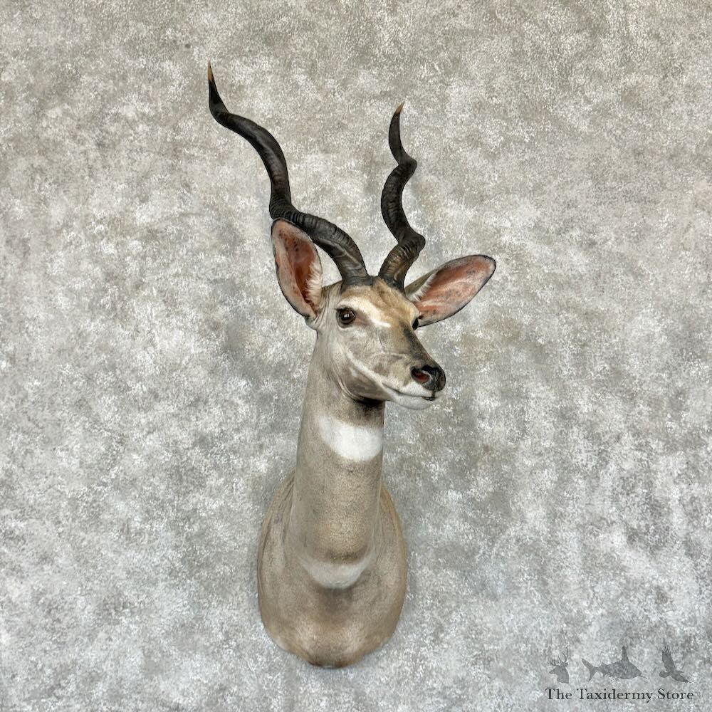 Lesser Kudu Shoulder Mount For Sale #29178 @ The Taxidermy Store