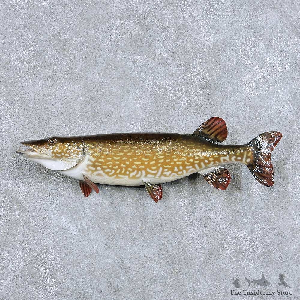 Northern Pike Taxidermy Fish Mount For Sale #13879 For Sale @ The Taxidermy Store