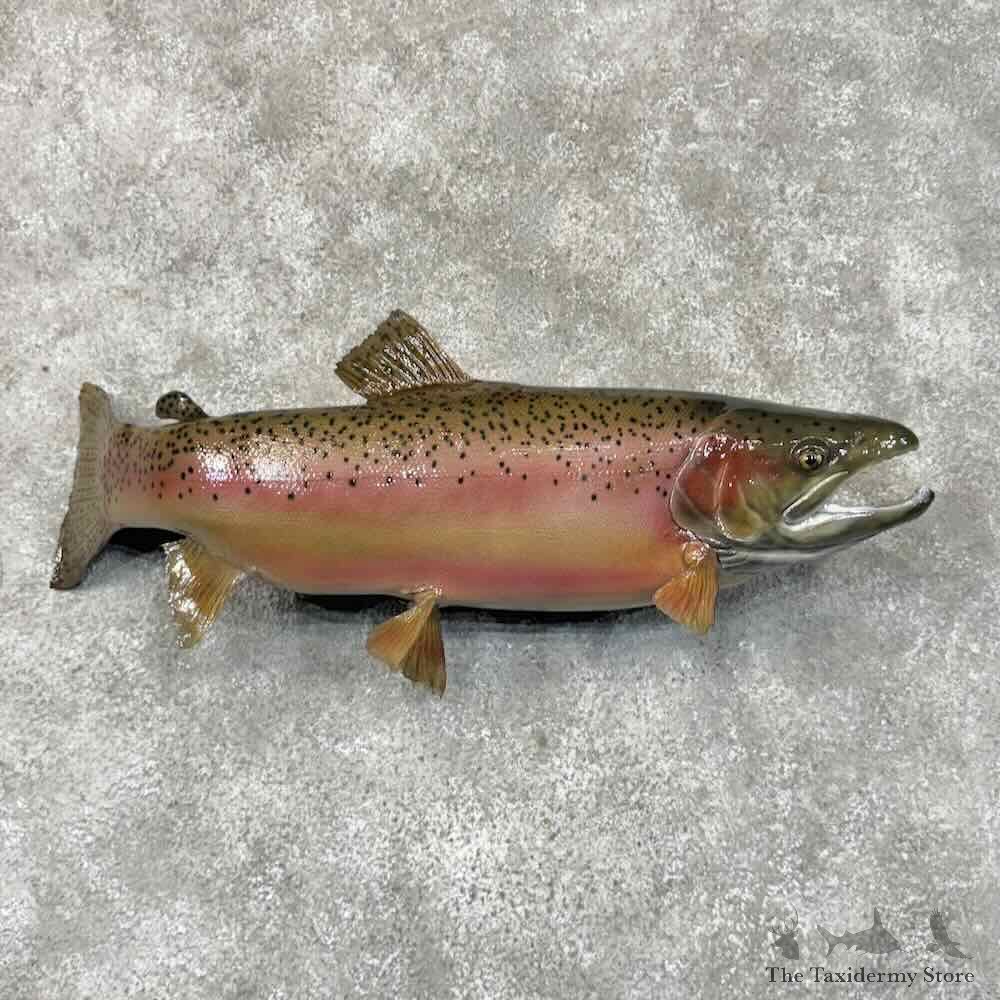 Rainbow Trout Fish Mount For Sale #30449 @ The Taxidermy Store