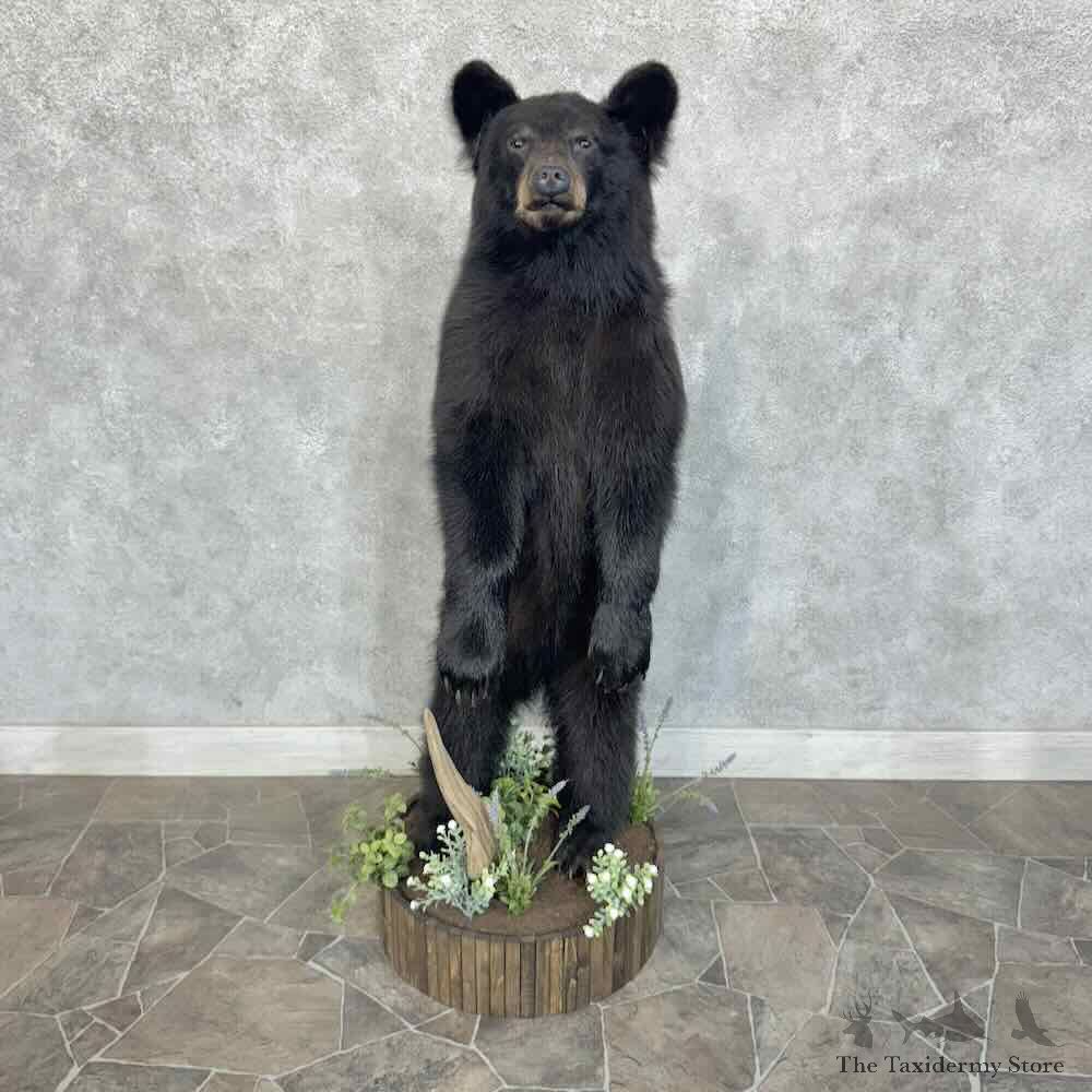 Black Bear Cub Life-Size Mount For Sale #31409 @ The Taxidermy Store