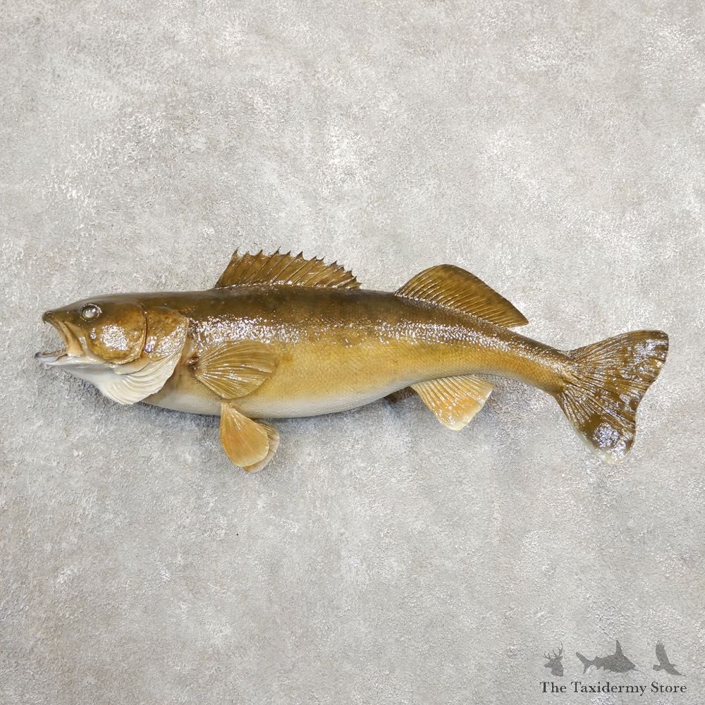 Walleye Taxidermy Fish Mount #20873 For Sale @ The Taxidermy Store