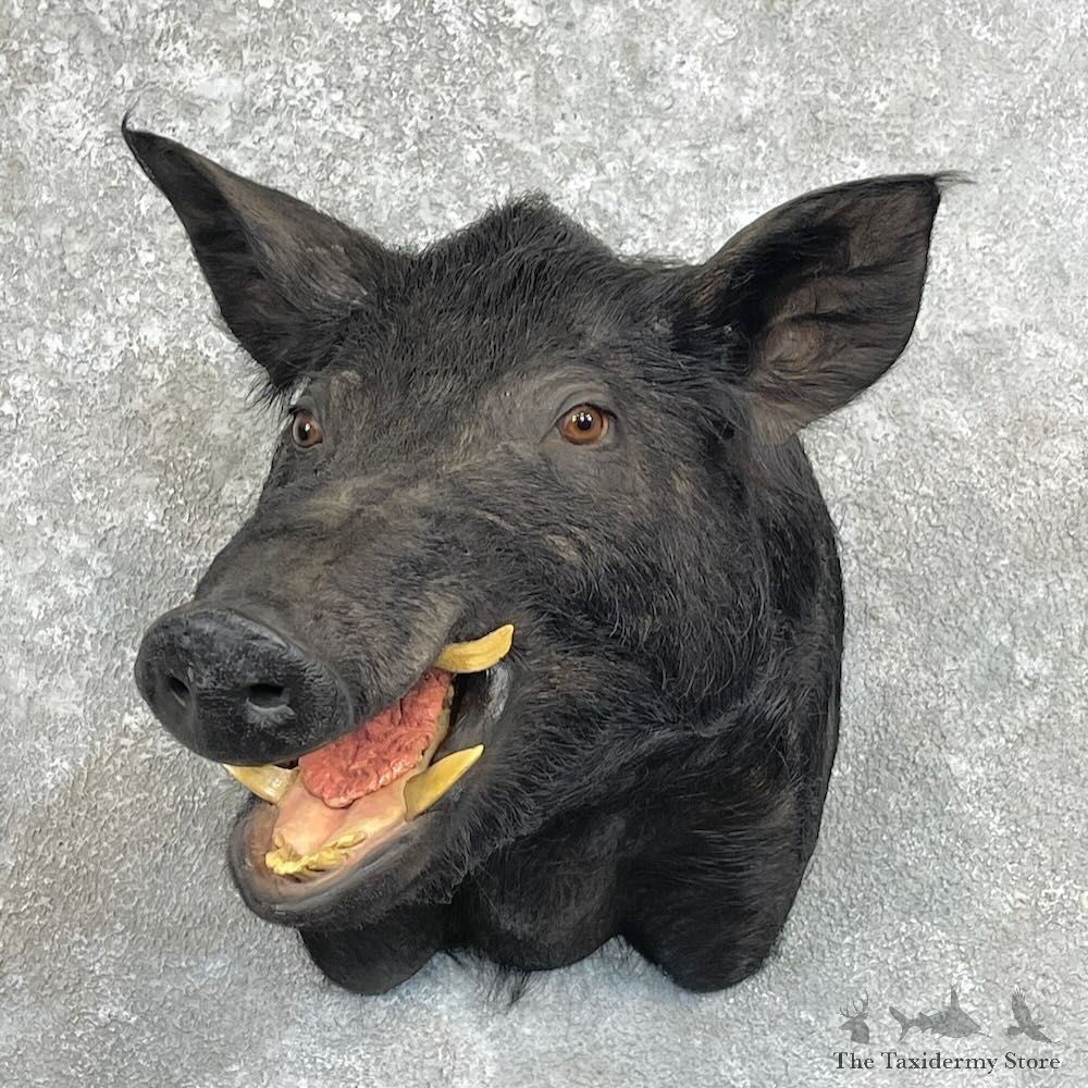 Wild Boar Shoulder Mount For Sale #28004 @ The Taxidermy Store