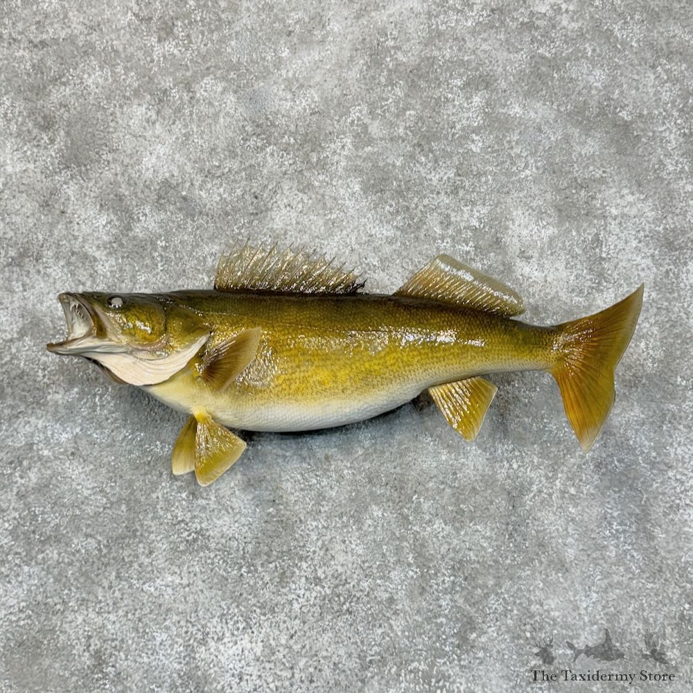 Walleye Fish Mount For Sale #29370 @ The Taxidermy Store
