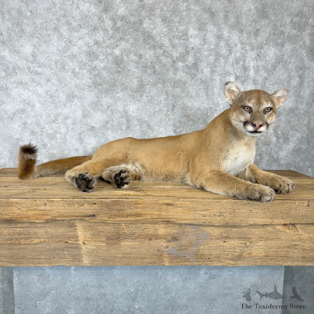Mountain Lion Cougar Mount For Sale #29655 @ The Taxidermy Store