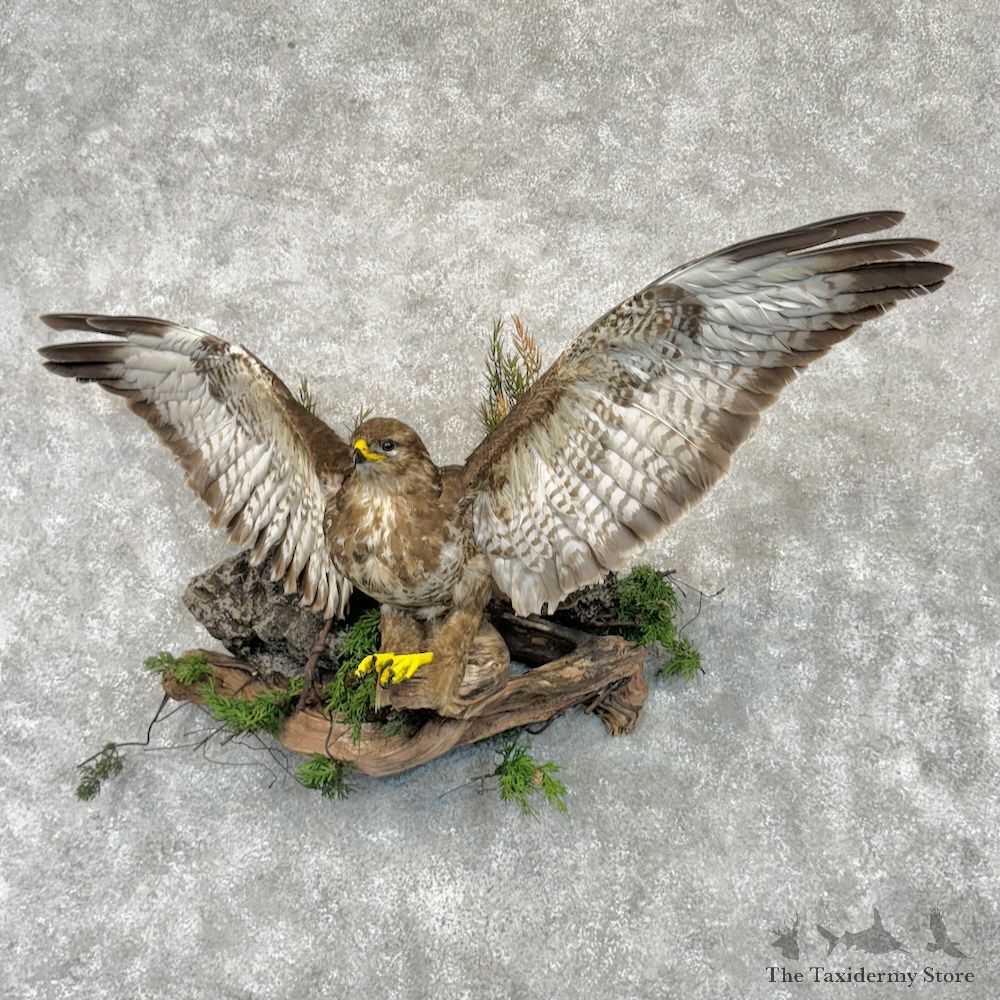 Common Buzzard Bird Mount For Sale #29726 @ The Taxidermy Store