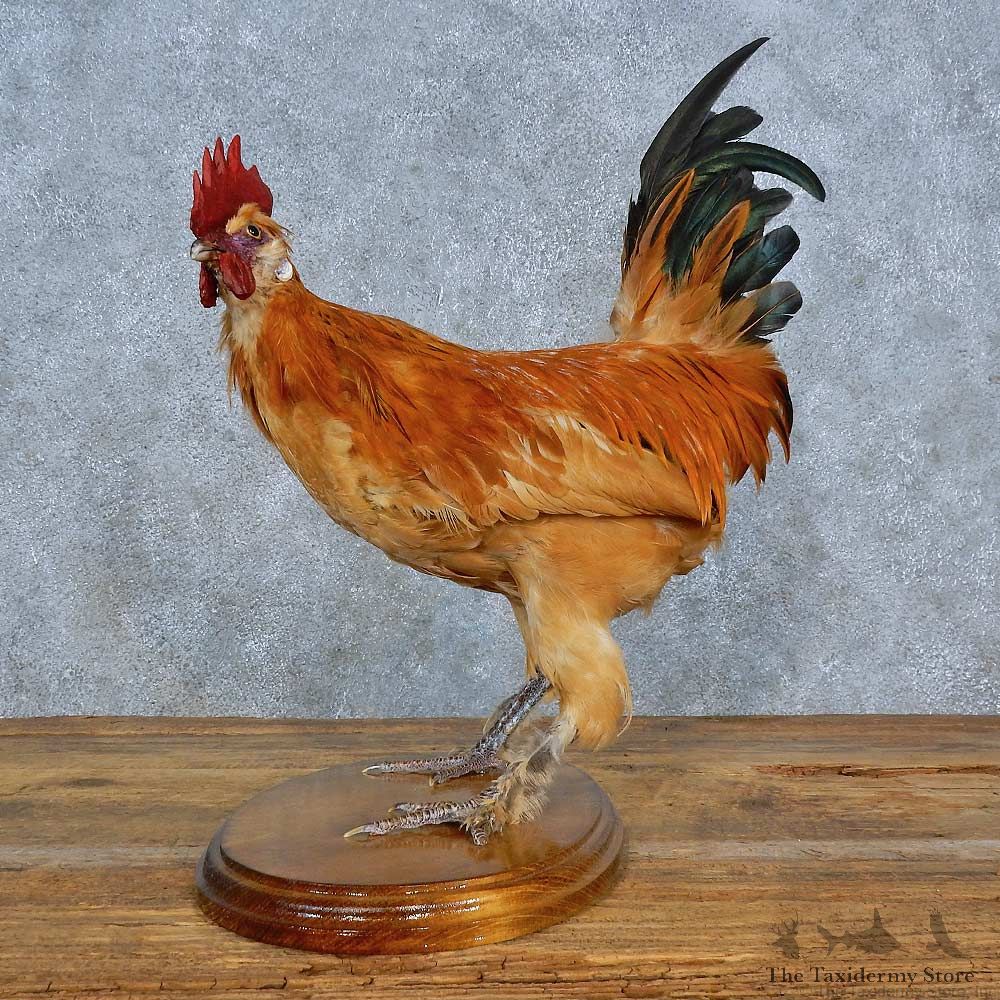 Mille Fleur Chicken Mount For Sale #15403 @ The Taxidermy Store