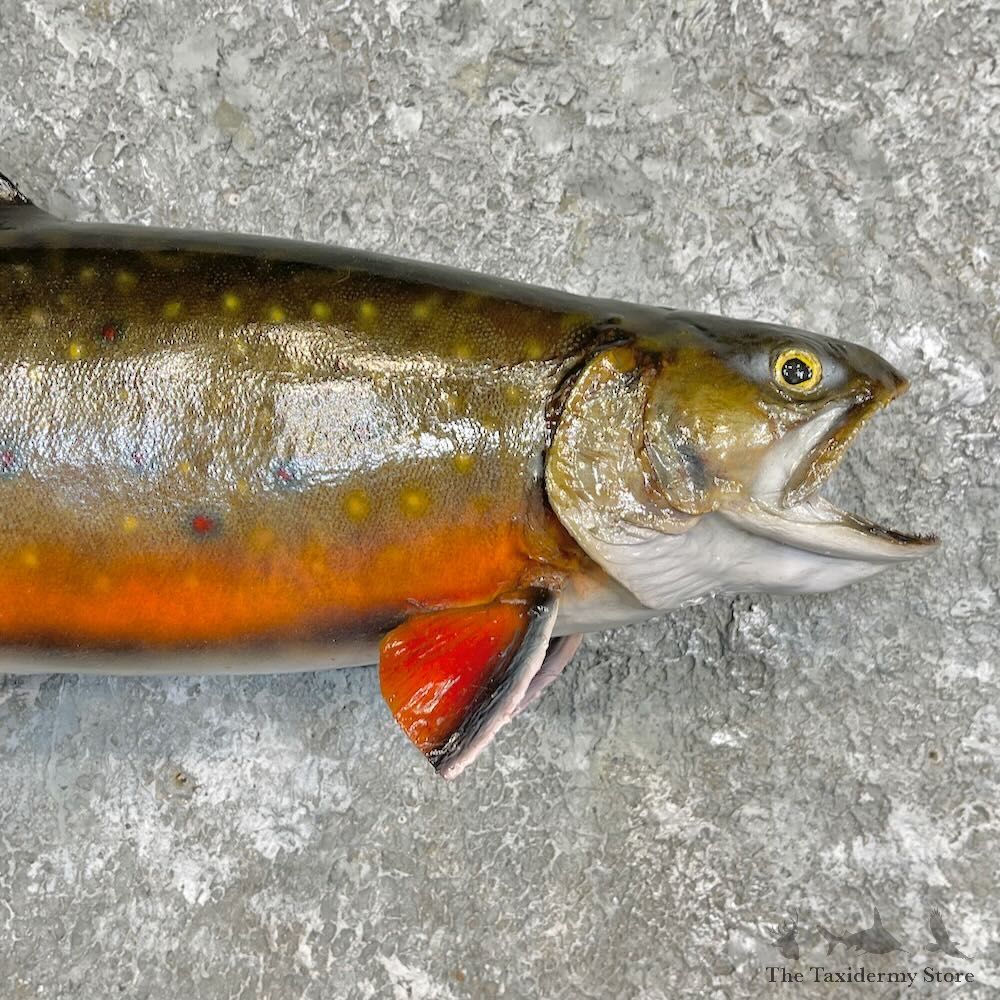 Brook Trout Fish Mount For Sale #27254 @ The Taxidermy Store