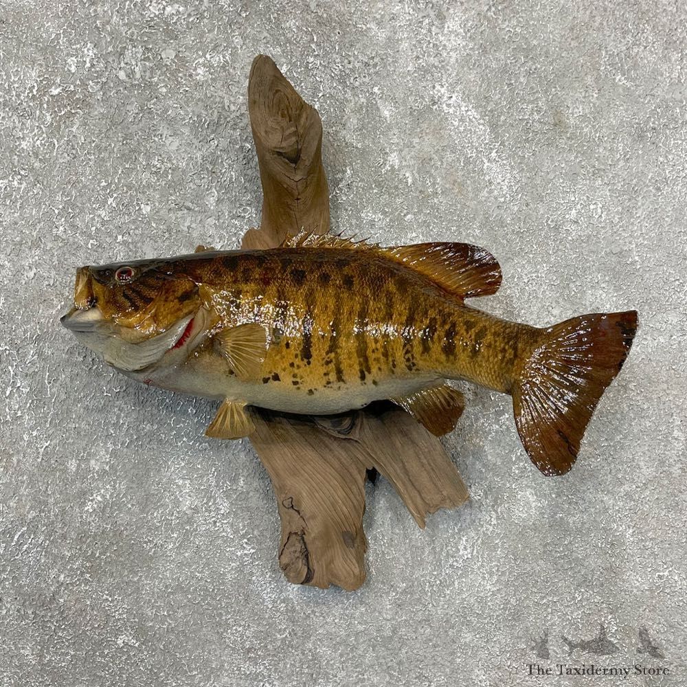 Smallmouth Bass Fish Mount For Sale #24169 @ The Taxidermy Store