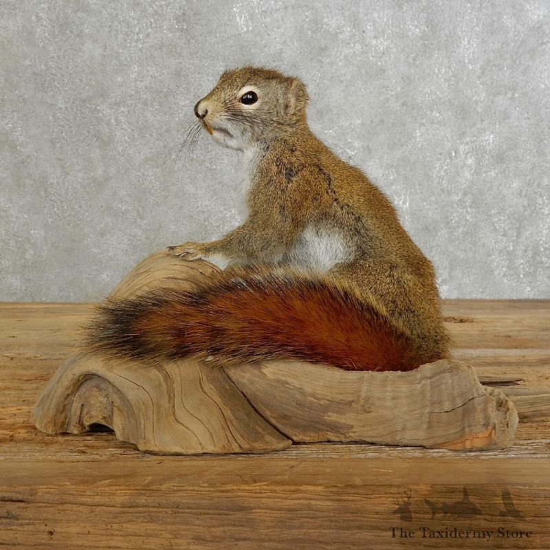Red Squirrel Life-Size Mount For Sale #17228 @ The Taxidermy Store