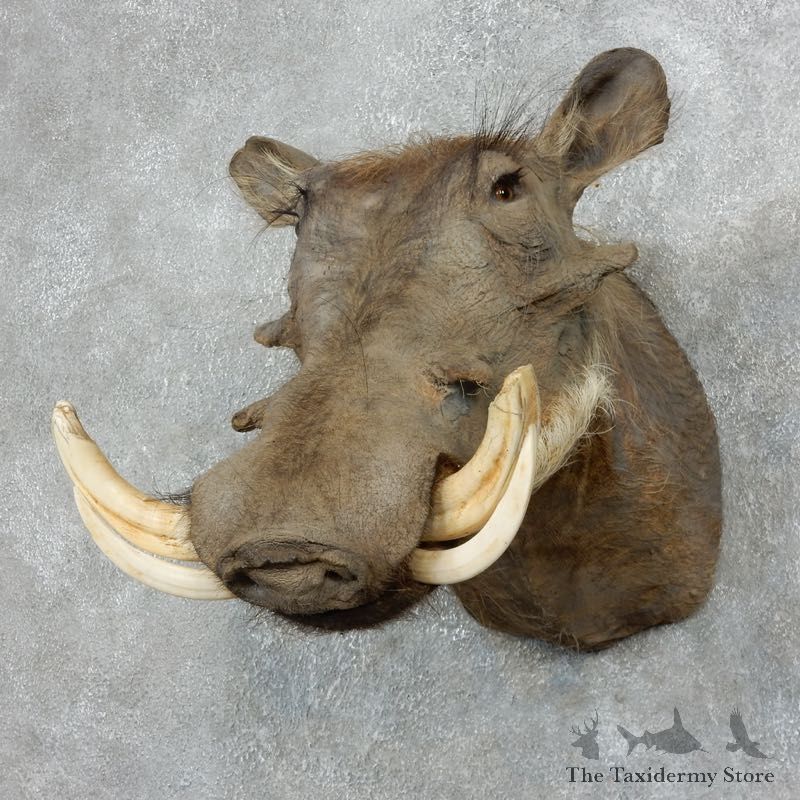 African Warthog Shoulder Mount For Sale #17999 @ The Taxidermy Store