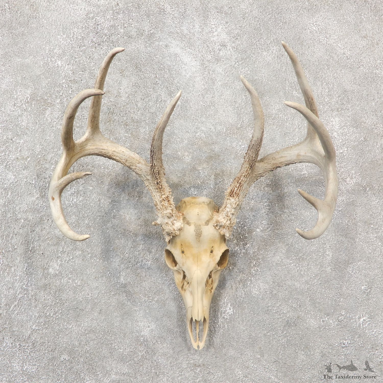 Whitetail Deer Skull European Mount For Sale #19247 @ The Taxidermy Store