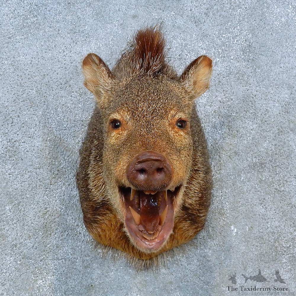 Collared Peccary Shoulder Mount For Sale #15485 @ The Taxidermy Store