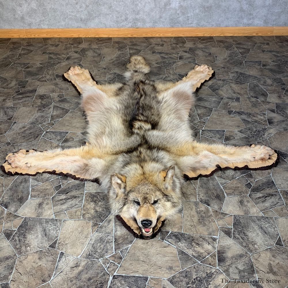 Gray Wolf Rug Taxidermy Mount For Sale #22104 @ The Taxidermy Store