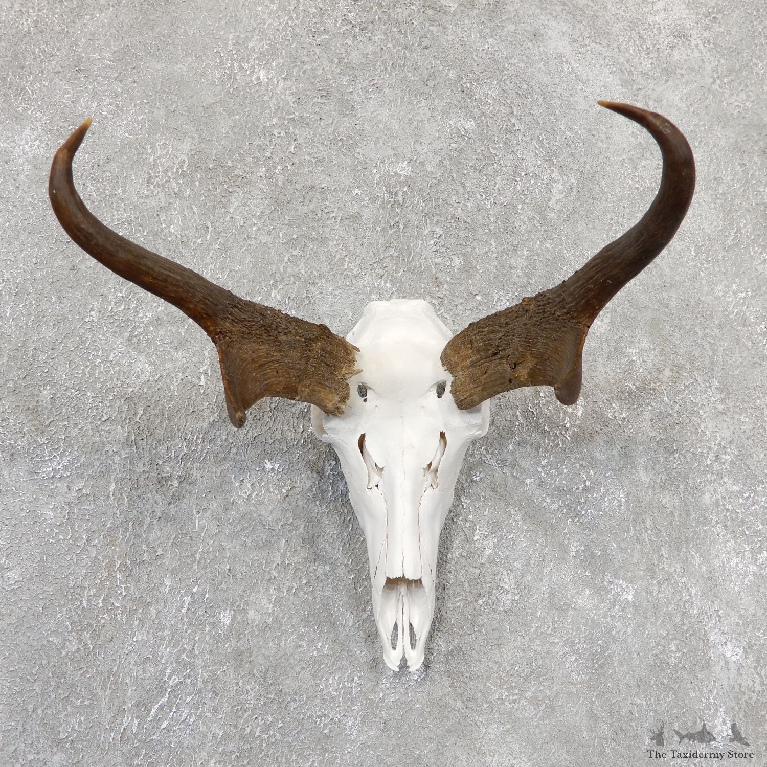 Pronghorn Skull & Horns European Mount #19821 For Sale @ The Taxidermy Store
