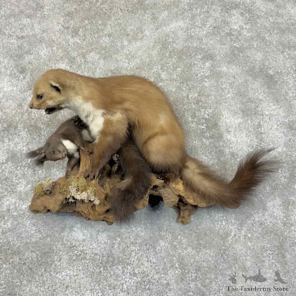 Eurasian Beech Marten Life-Size Mount For Sale #30969 @ The Taxidermy Store