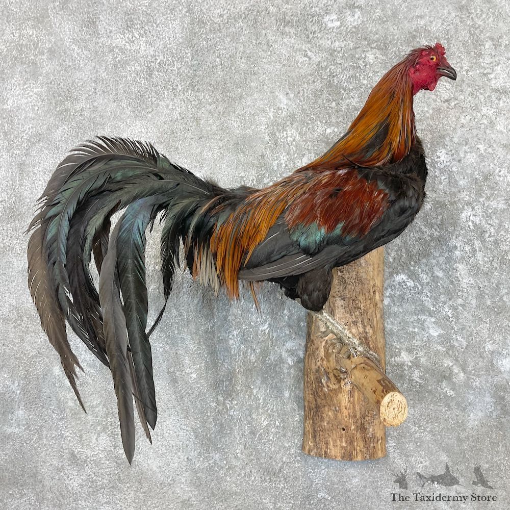 Domestic Chicken Rooster Bird Mount For Sale #26895 @ The Taxidermy Store