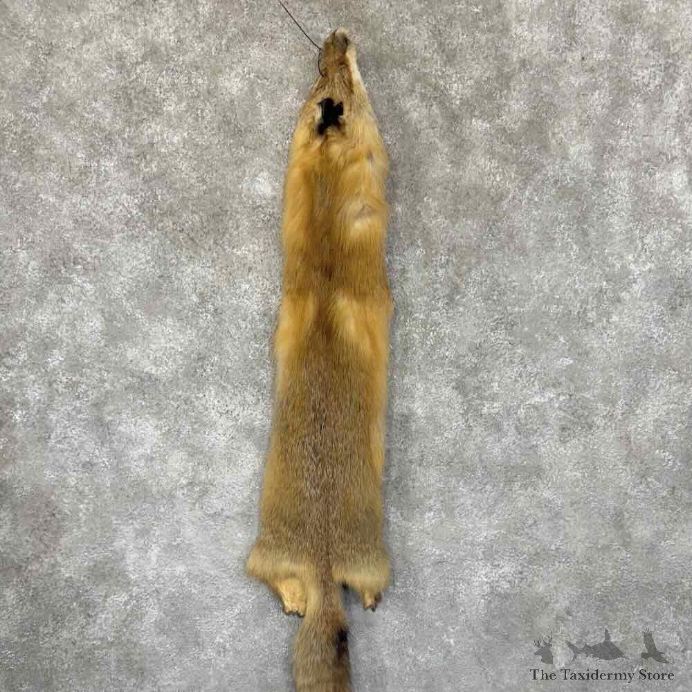 Red Fox Tanned Hide For Sale #30949 @ The Taxidermy Store