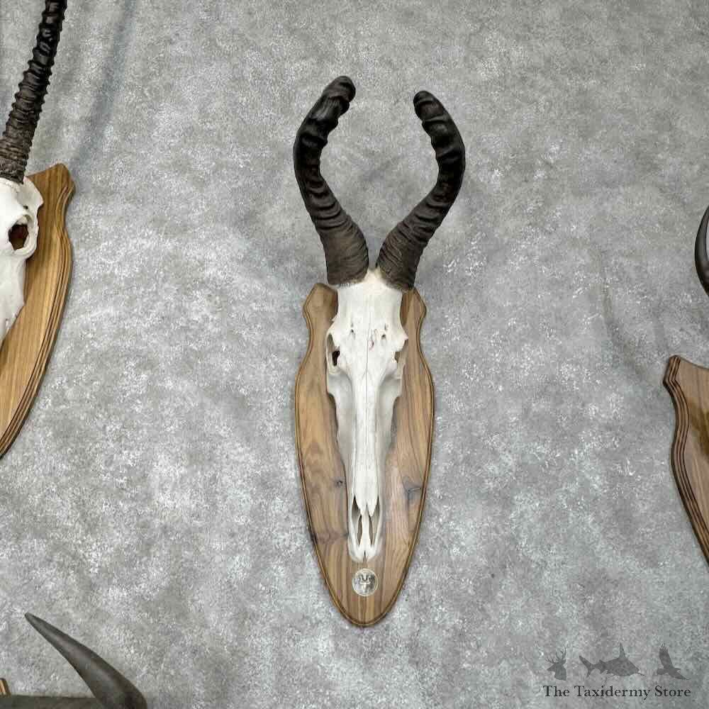 African Safari 6 Plaque Match Set Skulls and Horns For Sale #31656 @ The Taxidermy Store